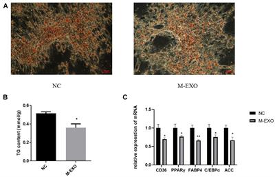 Comparative Analysis of MicroRNA Expression Profiles Between Skeletal Muscle- and Adipose-Derived Exosomes in Pig